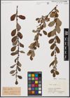 Foto von Salix aurita L.